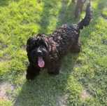 Cockapoo czarny piesek