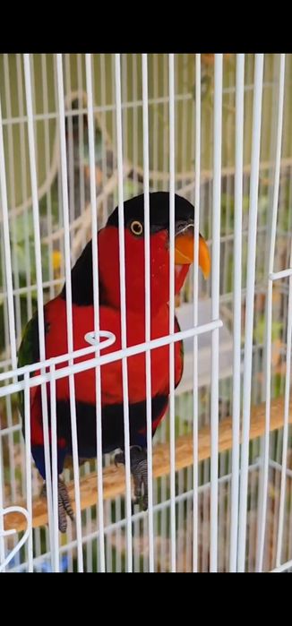 Loris Bailarino para venda