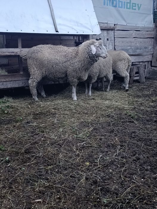 Продаж ягнят крос мериноландшаф