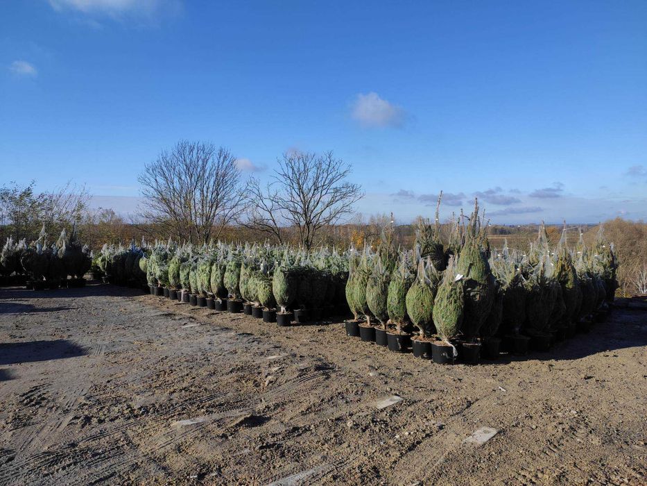 Jodła kaukaska - sezon nasadzeń - zapraszamy na plantację