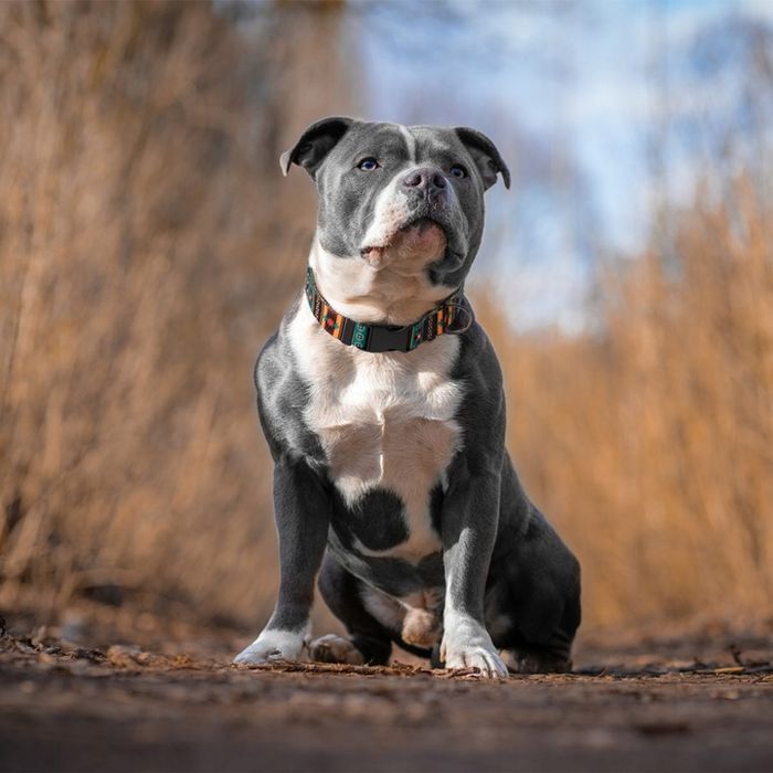 Wzorzysta Obroża Dla Psa Zielony Rozmiar S