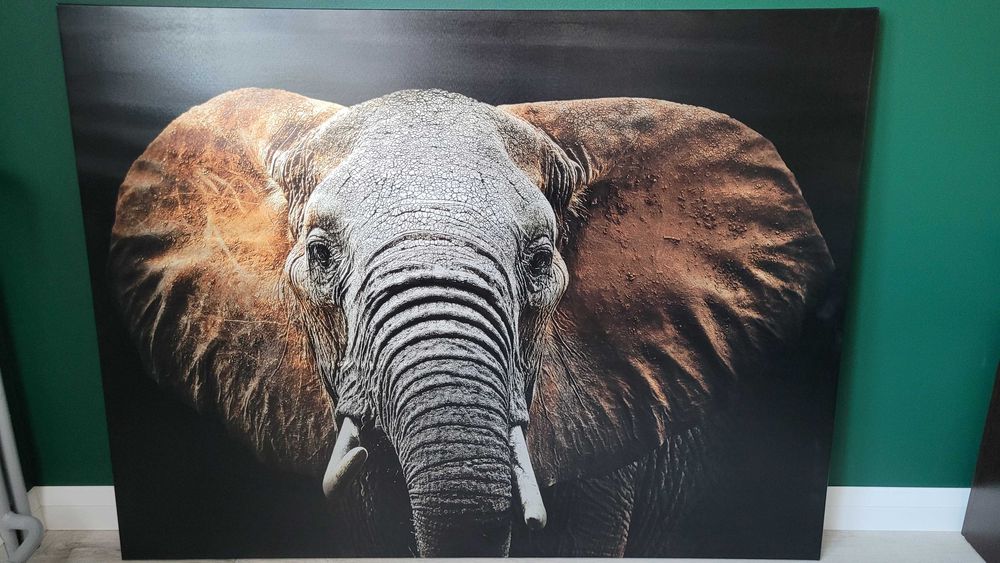Obraz Słoń CANVAS ELEPHANT 85x113 cm