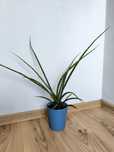 Sansewieria cylindryczna