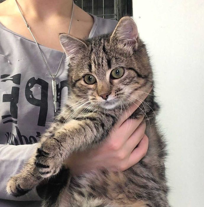 Красивая полосатая девочка-котёночек Мими, возраст около 3.5–4 месяцев