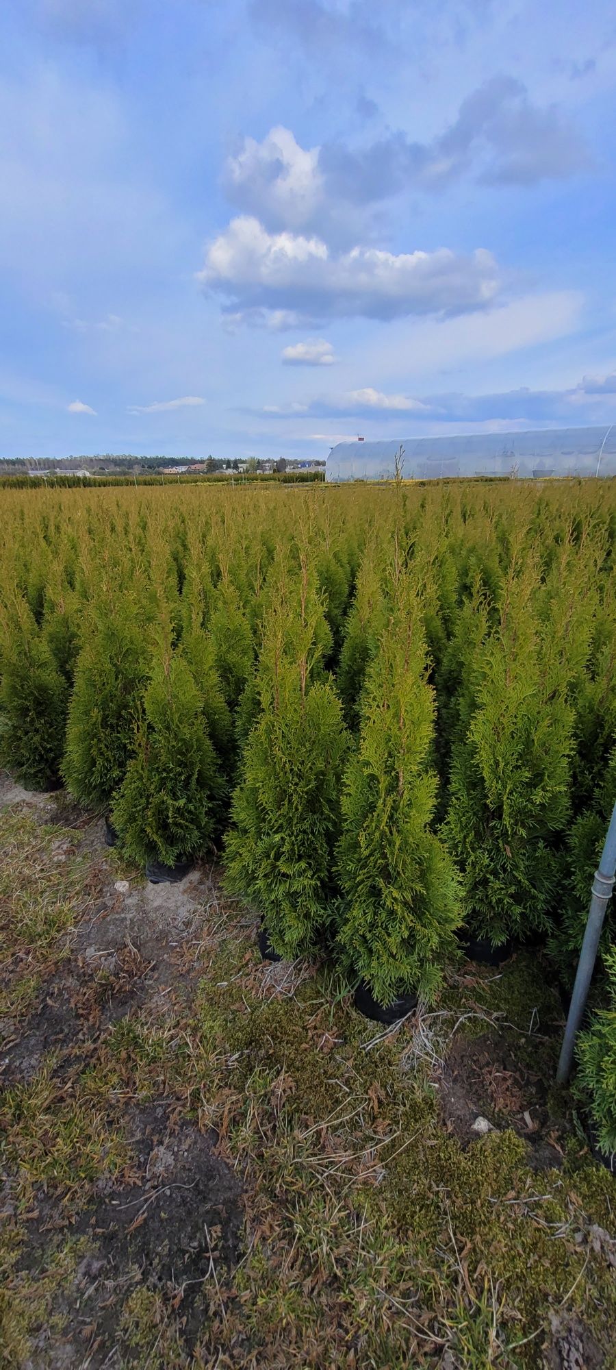 Tuja Smaragd 140 cm tuje 120 thuja szmaragd 100 brabant wysyłka łódź