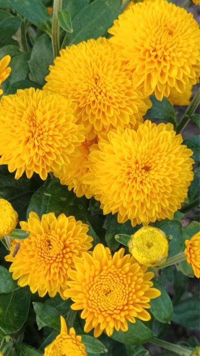 Продам маточні кущі шаровидної хризантеми