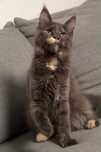Maine coon koteczka Malaga