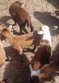 Owce kameruńskie, owieczki i baranki, sprzedam cale stadko, 10 szt.