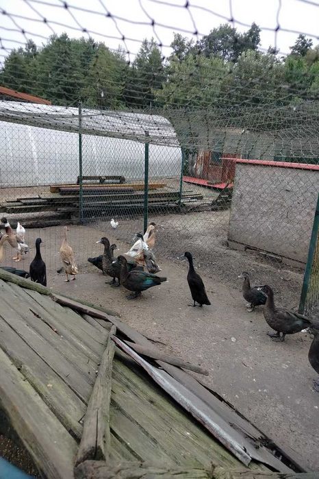 Sprzedam kaczki francuskie z czarną maską.