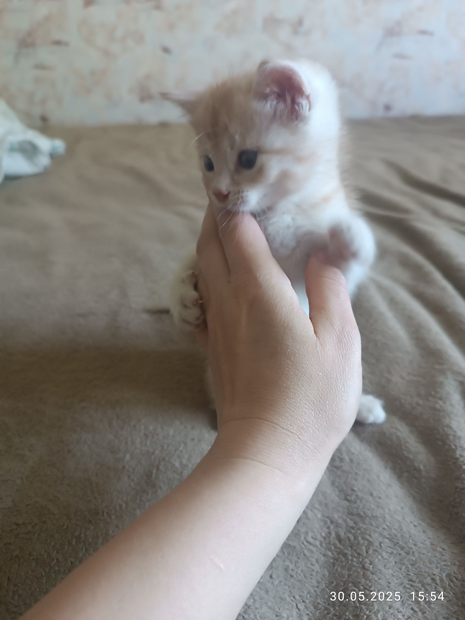 Віддам кошеня, котика