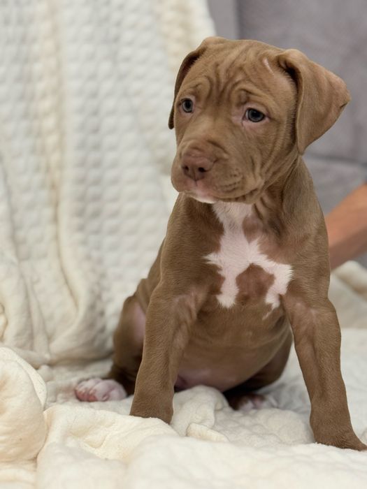 Продам щенят питбультерьер!Одесса!