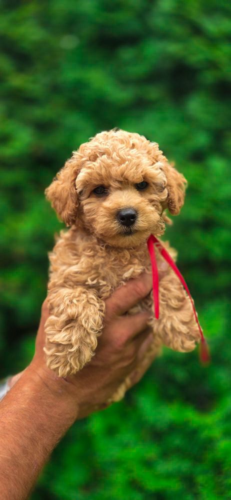 Suczka Maltipoo badania szkolenie wyorawka rodowod