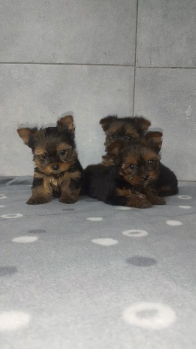 Yorkshire terrier plus wyprawka