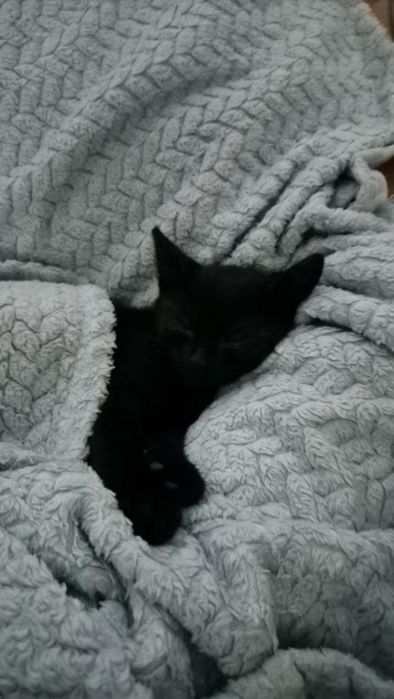 Kacperek potrzebuje domu