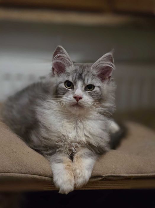 Uroczy srebrzysty kocurek Maine Coon - rezerwacja