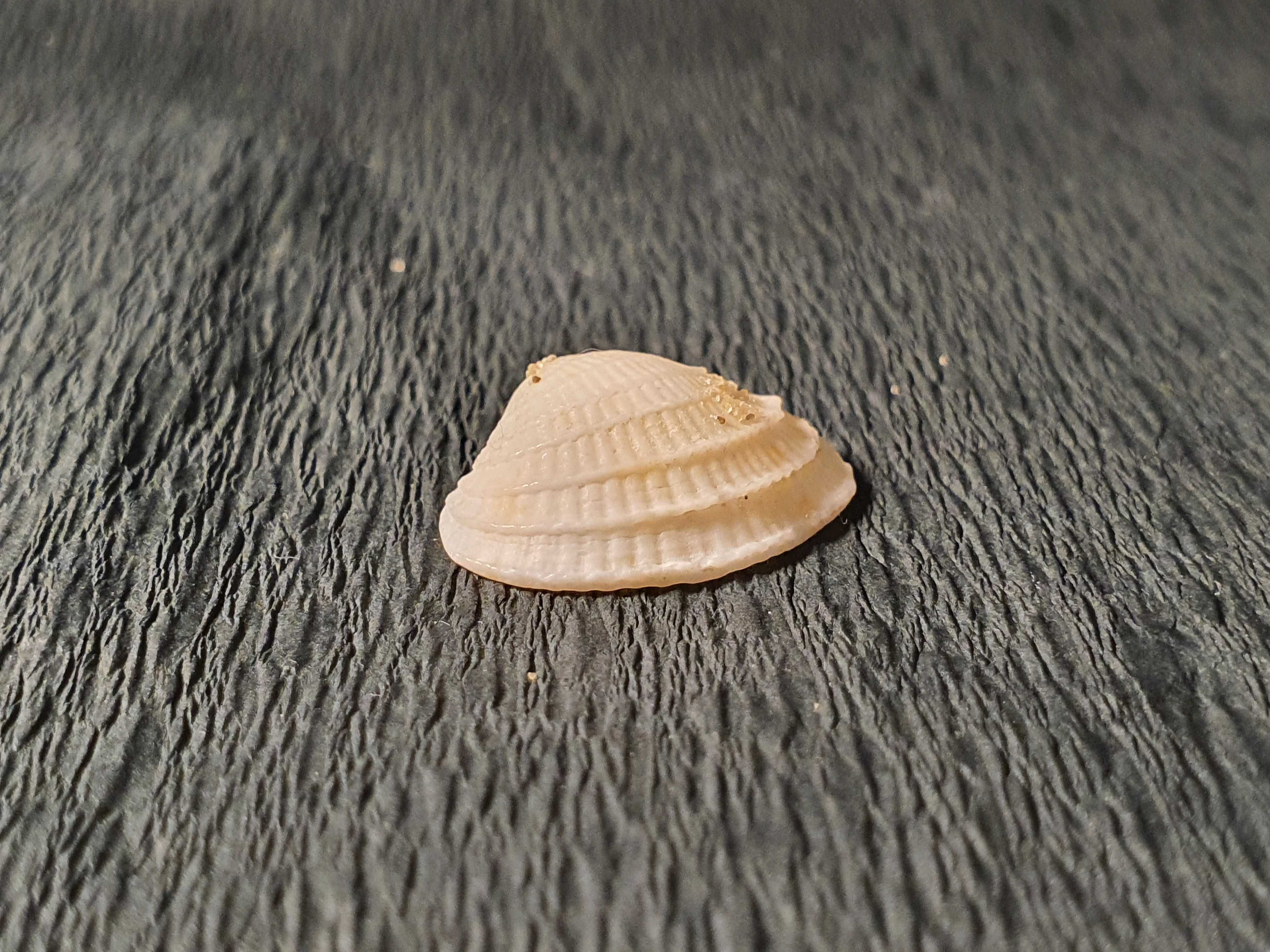 Muszla morska oceaniczna 20 x 15 x 5 mm #57