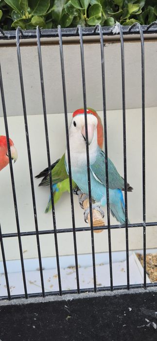 Agapornis roseicollis longfeather