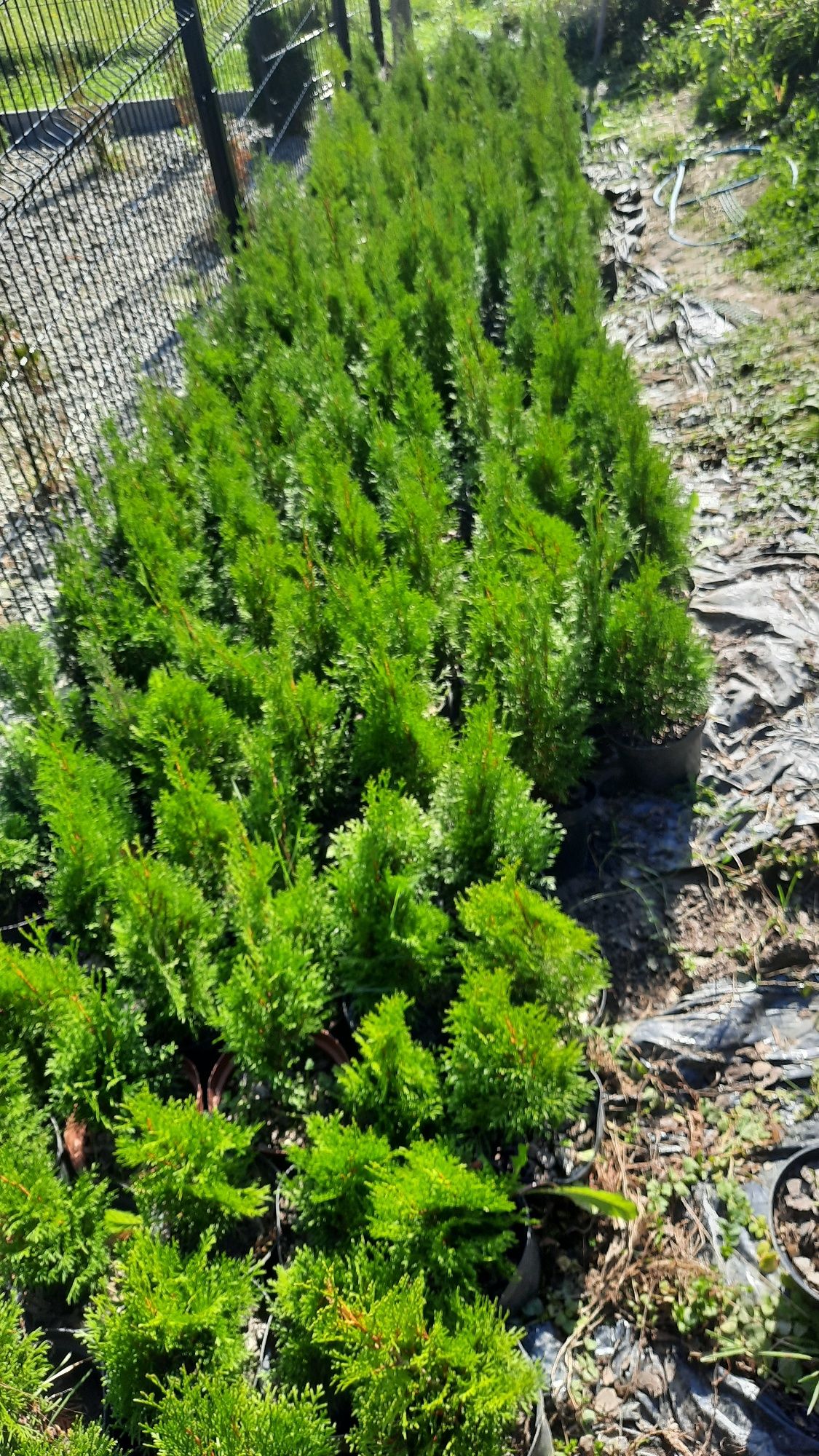 Thuja Szmaragd w doniczkach