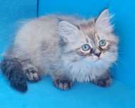 Сибирский клубный котенок Victor