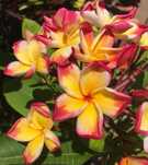 Plumeria "Nui Delight" rzadka odmiana kolekcjonerska