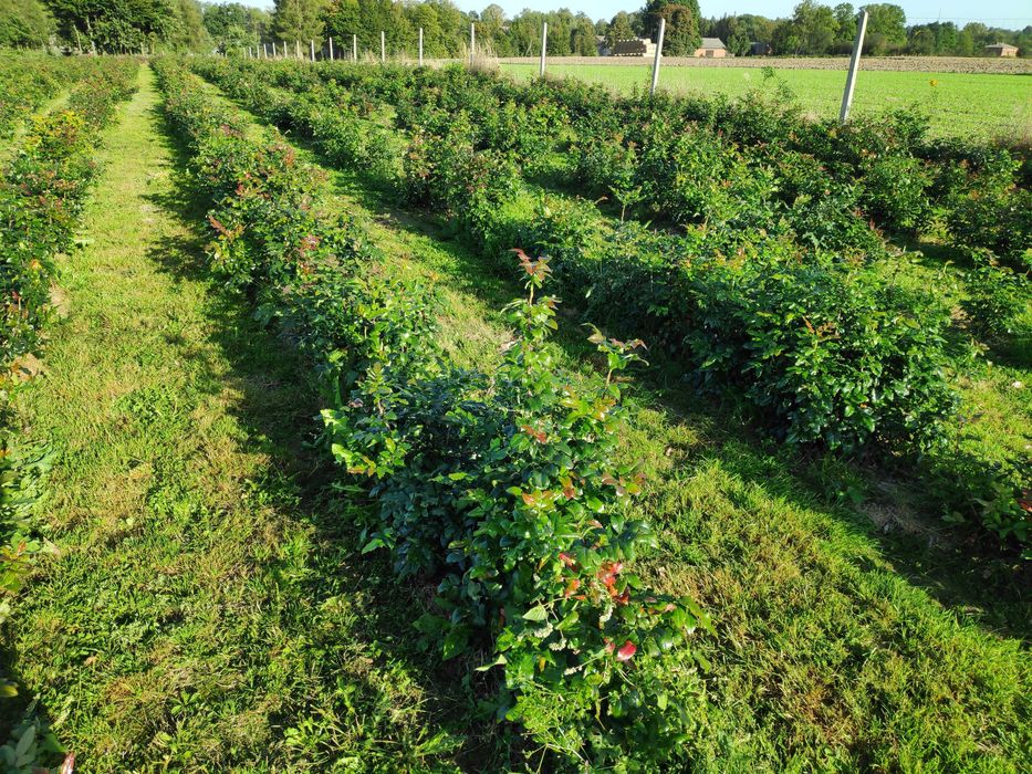 Mahonia gałązki na kompozycje florystyczne
