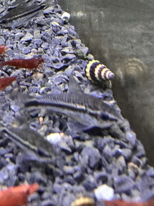 Corydoras Pigmeu