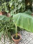 Planta Bananeira