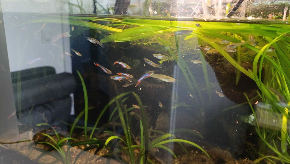 Głupiki Endlera Endlerki rybki