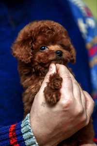 Toy Poodle teacup China boy