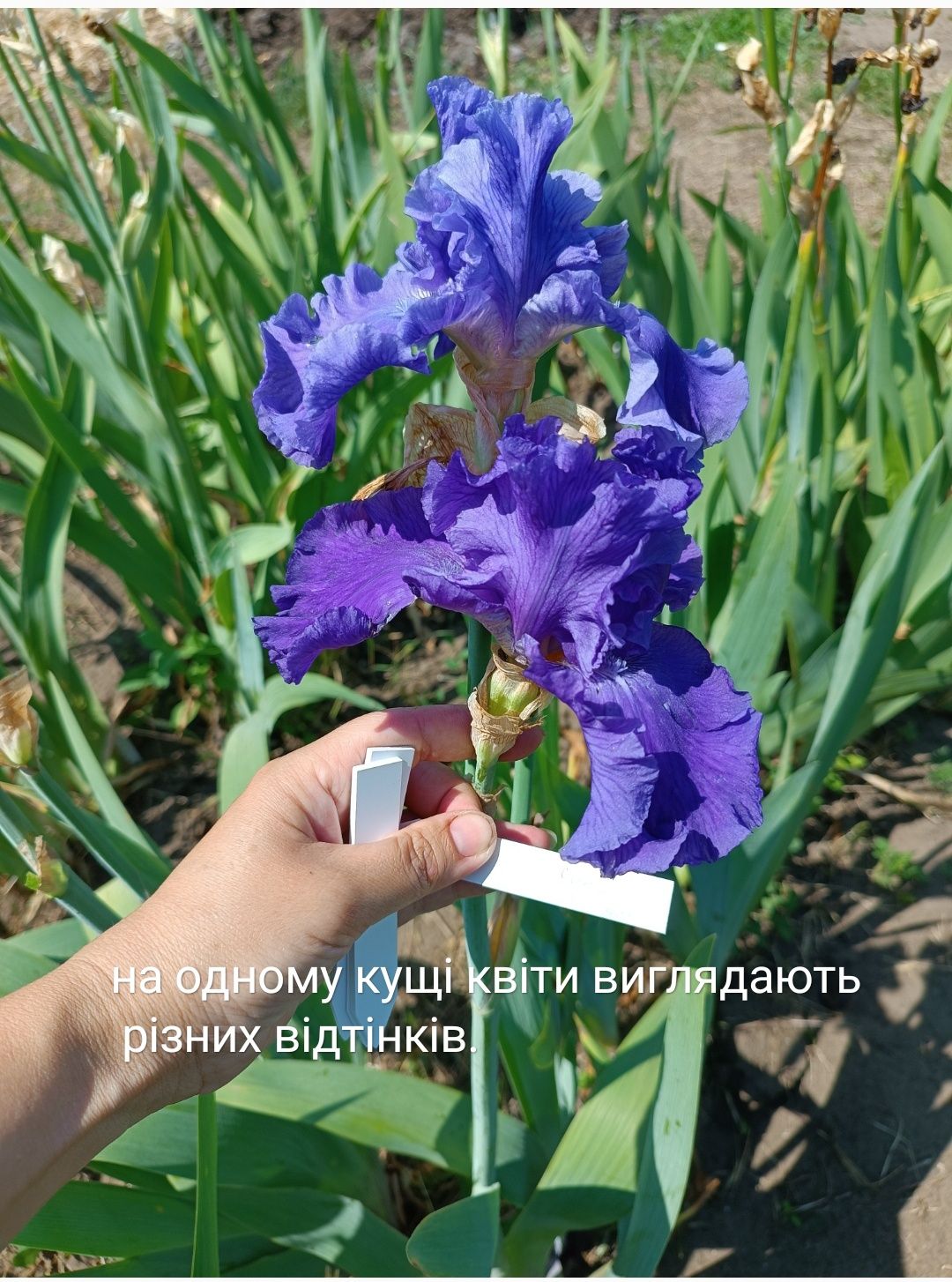 Іриси сортові, німецької селекції Стрендж Брю