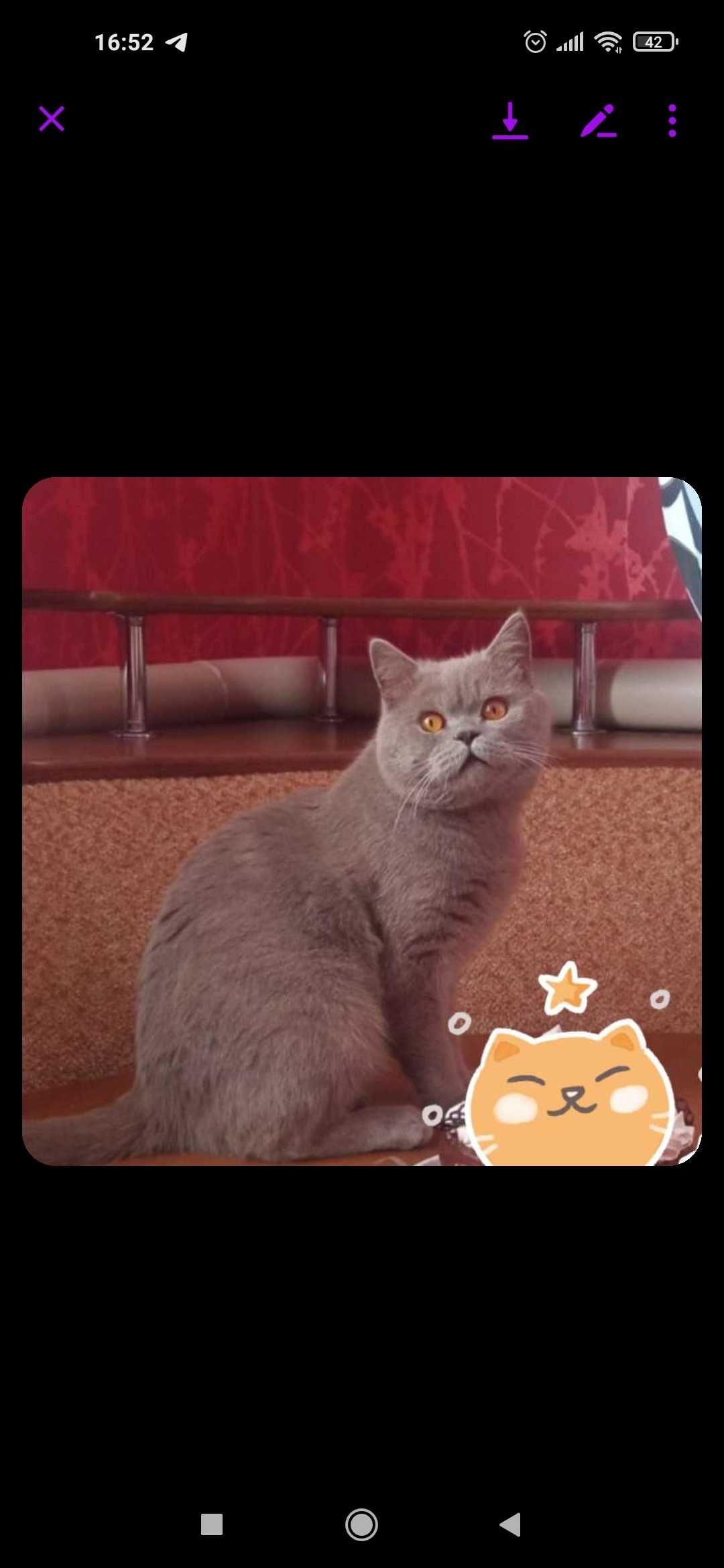 В'язка, Шотландський котик