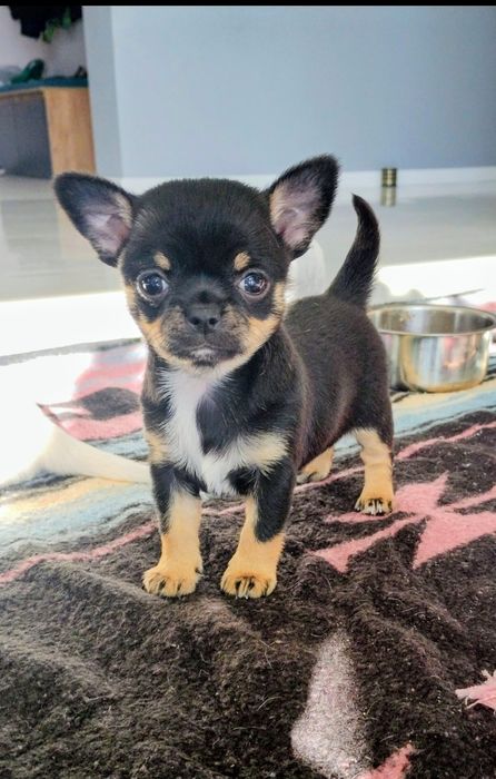 Chihuahua śliczna sunia