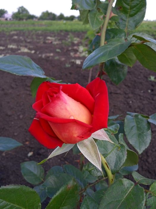 Продам розы для Вашей клумбы
