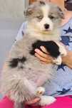 *Border Collie*   niebieskooka suczka Gotowa do odbioru