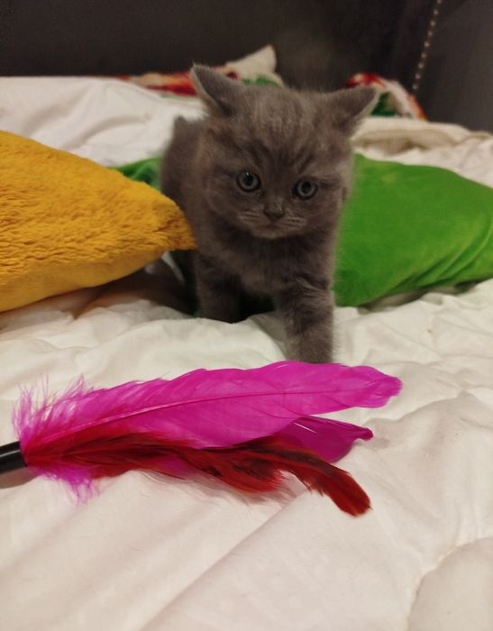 Kotka brytyjska niebieska