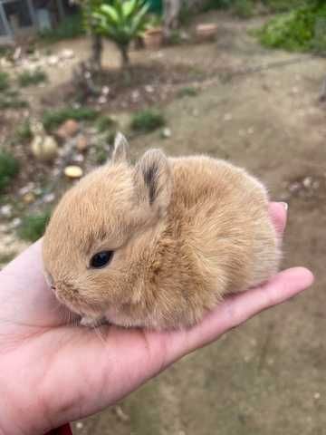 Coelhos anões mini + gaiola nova + alimentação adequada fofinhos