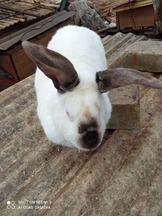 Продам кролі для розведення  і тушкою  !!!