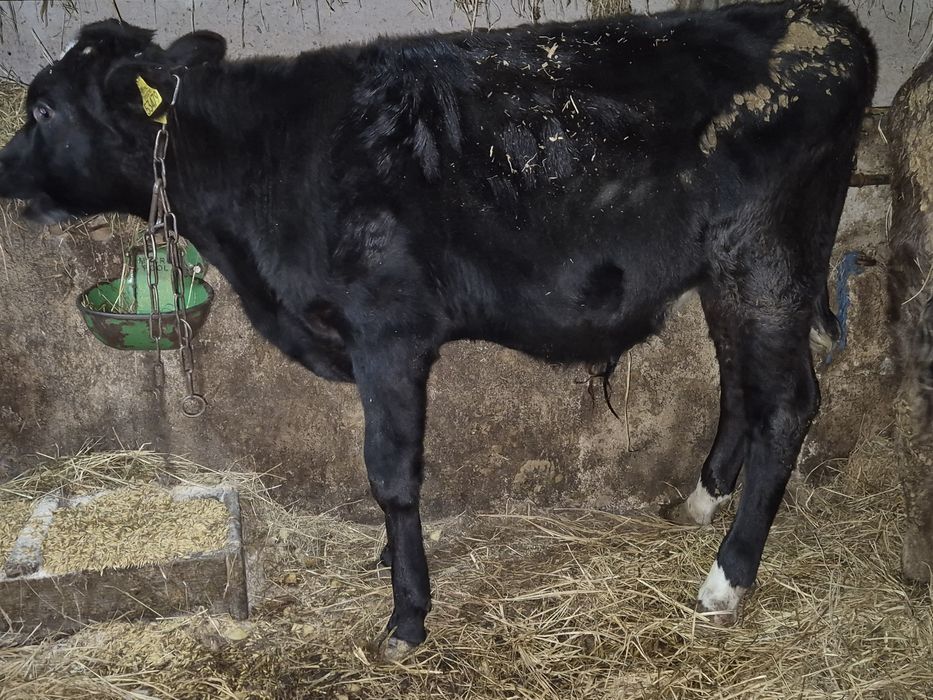 Sprzedam  cielaki byczki I jalowki