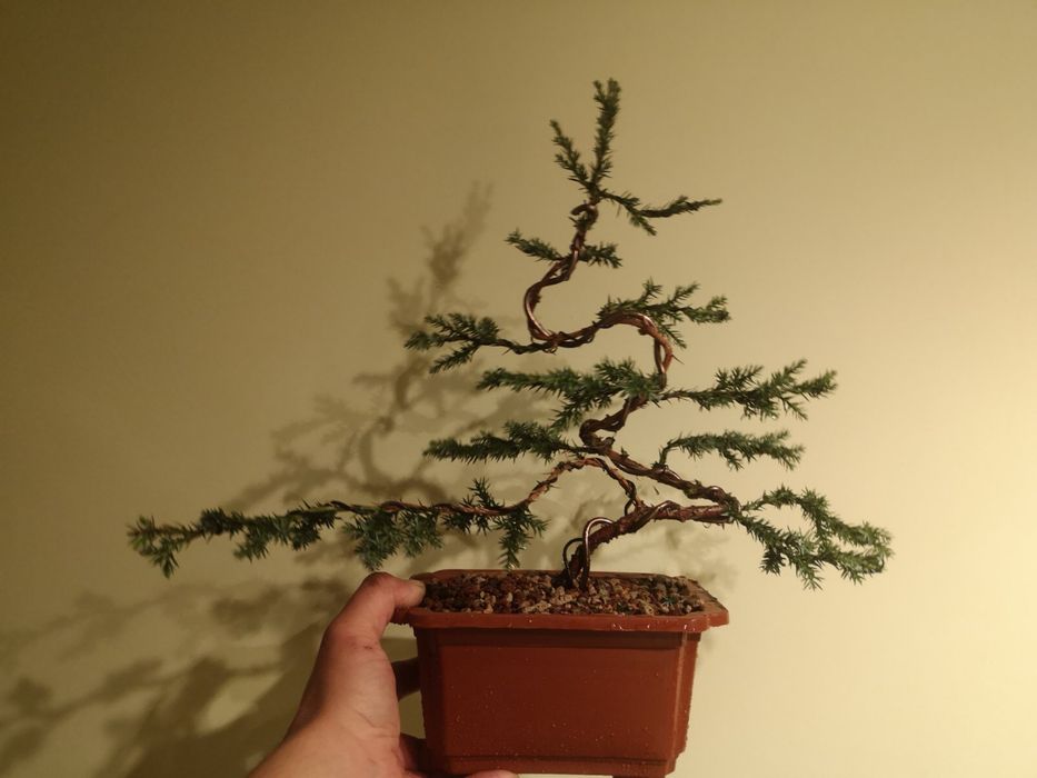 Дерево Бонсай. Живе дерево. Ручна робота. Міні дерево. Подарунок