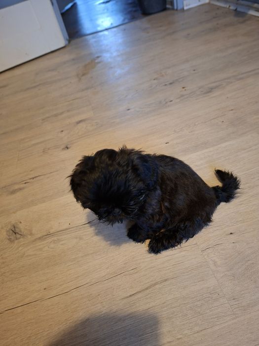 Pieski shih tzu.