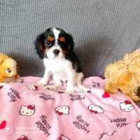 Cavalier King Charles spaniel samczyk tricolor