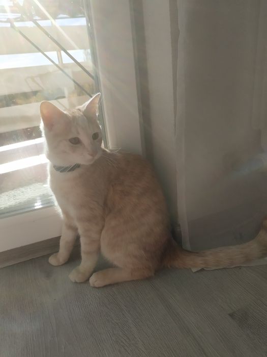Знайшовся рудий котик з чорний нашийником