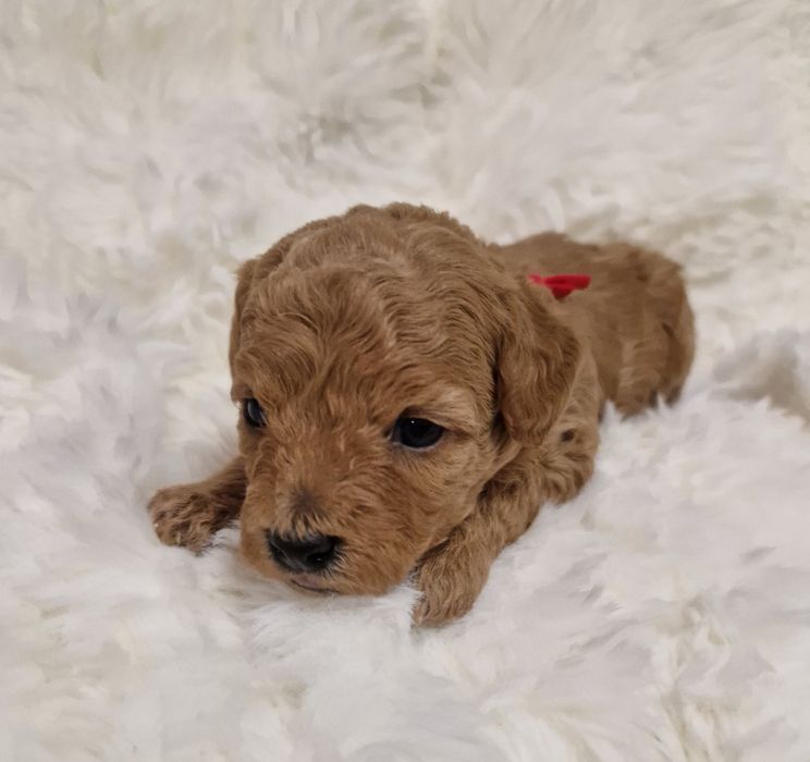 Bichpoo Poochon Bichon Frise Pudel Toy jak Maltipoo suczka czerwona