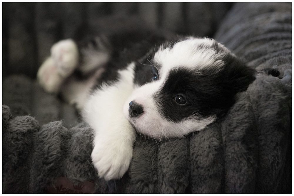 Border Collie FCI ZKwP