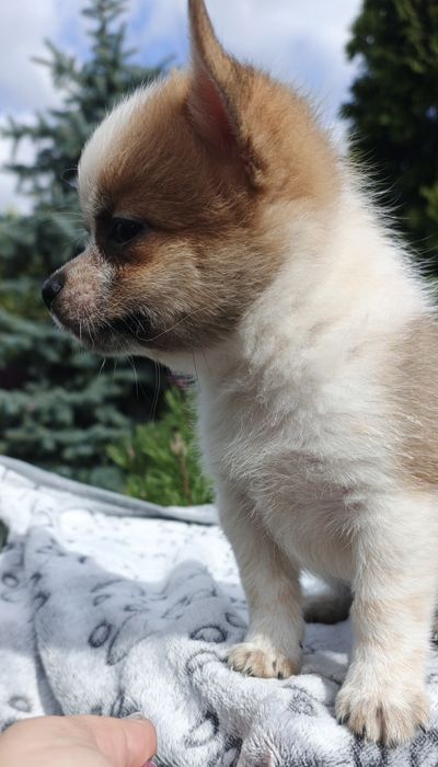 Ефектна дівчинка готова до броні