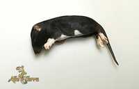 Szczur szczury mrożone 90-110 gram 5 szt