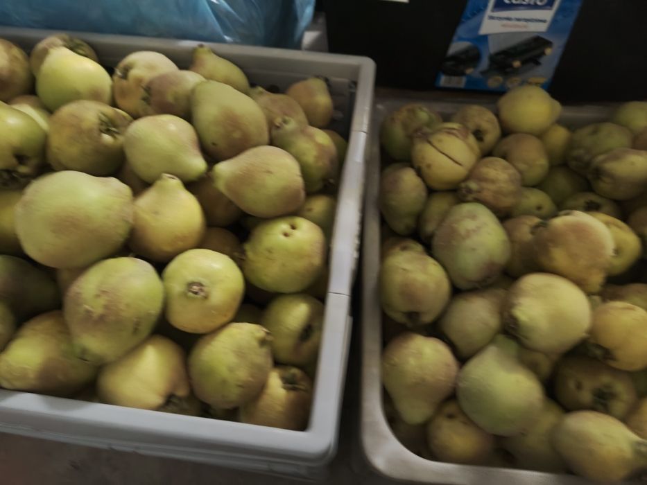 Pigwa gruszkowa z przydomowego sadu-Eko