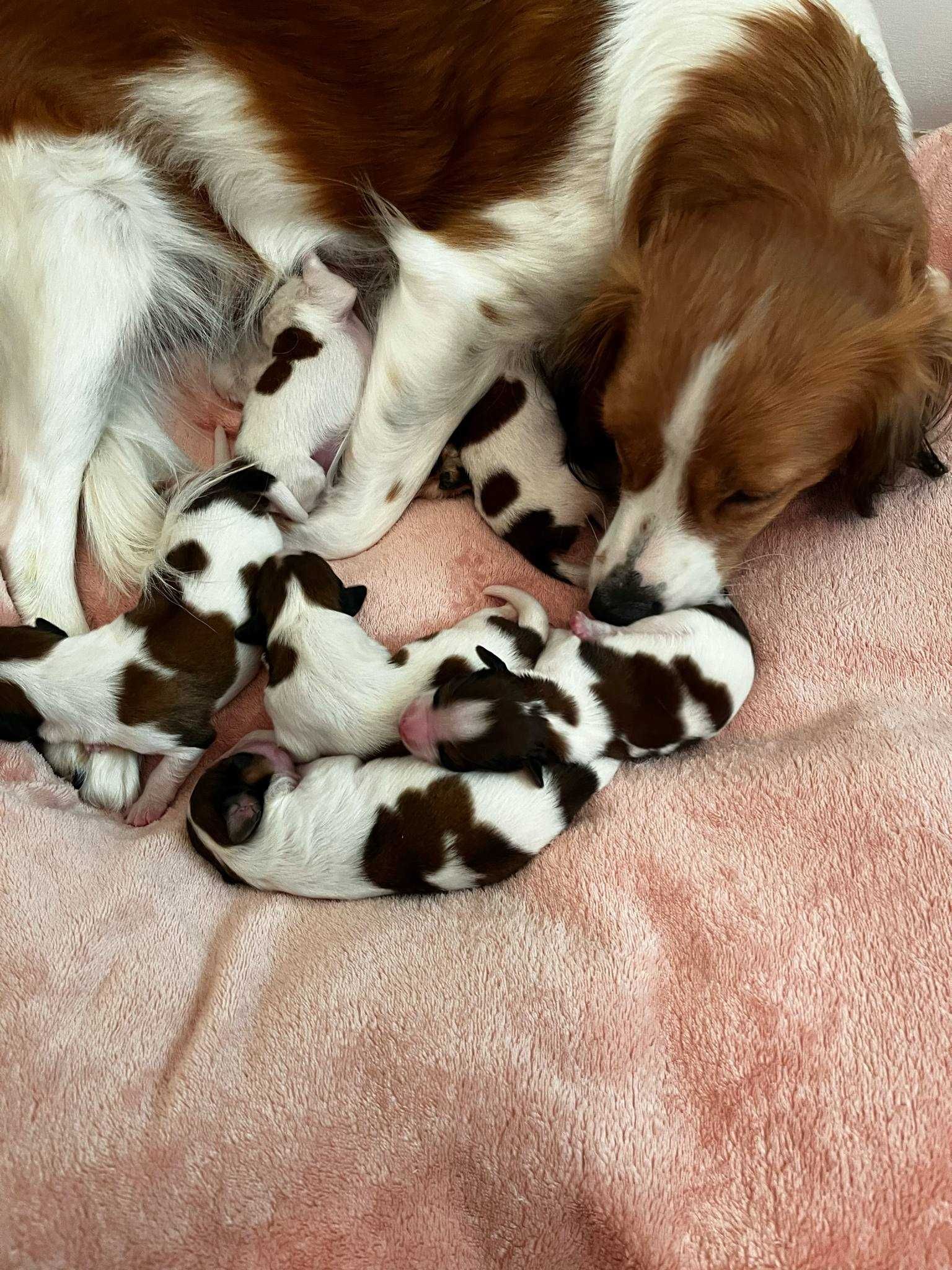 Kooikerhondje Płochacz holenderski FCI - piesek