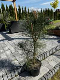 Sosna czarna Obelisk Pinus Nigra