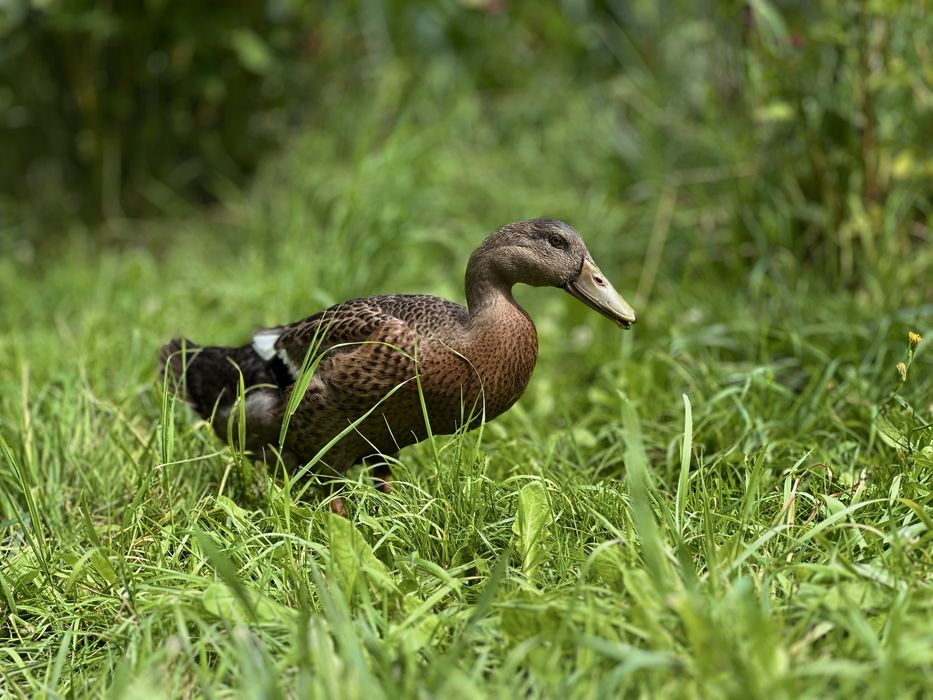 Sprzedam Kaczorki Biegus